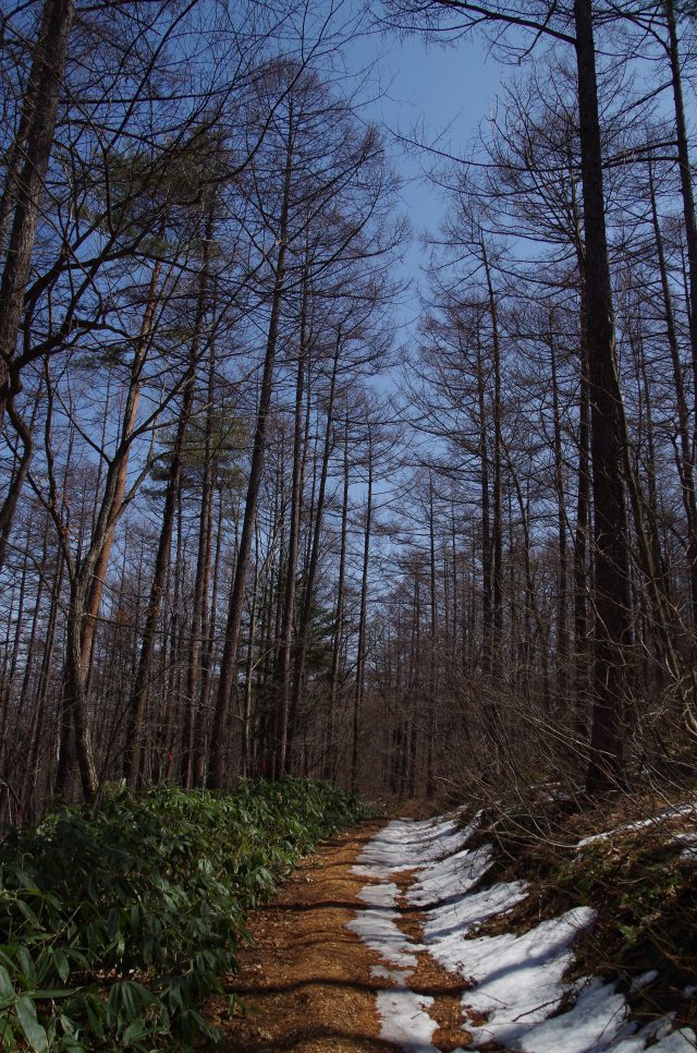 森の癒し歩道　ロイヤルコース