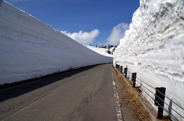 志賀草津高原ルート雪の回廊