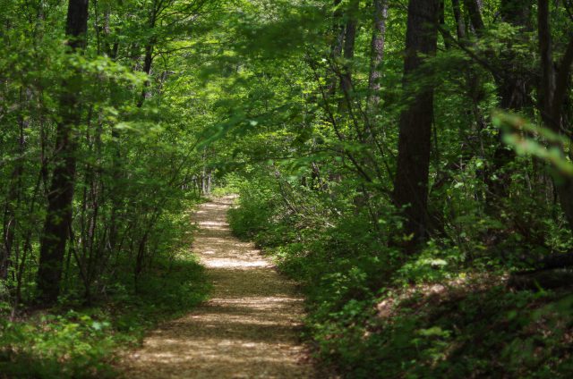 森の癒し歩道ロイヤルコース