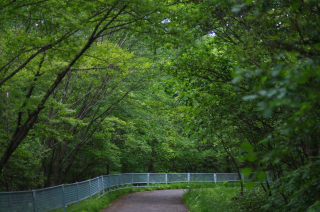 草津森の癒し歩道サイクリングコース