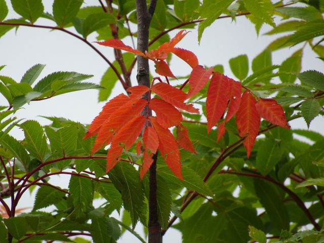 ナナカマドの紅葉