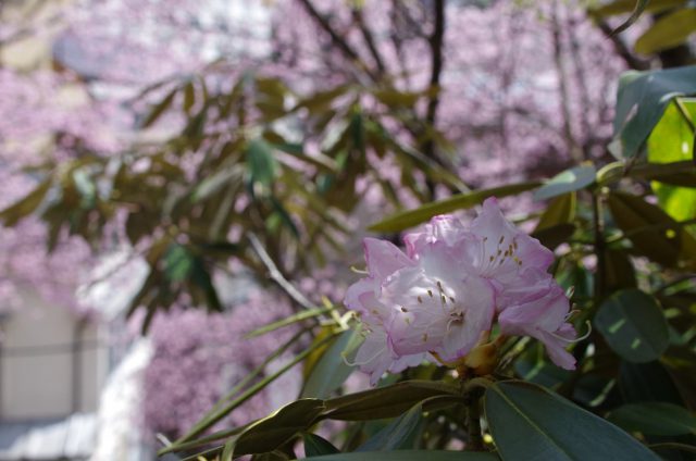 白根神社　桜と石楠花