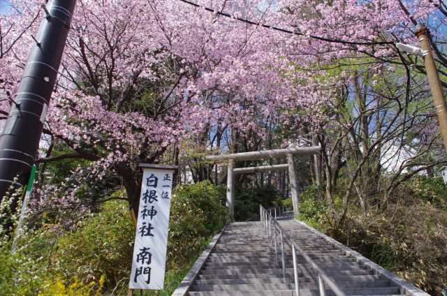 白根神社　桜