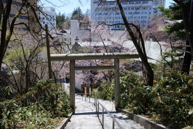 白根神社　桜