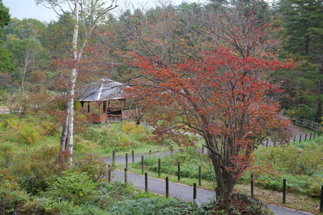 西の河原公園　紅葉