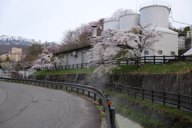 品木ダム水質管理所　桜の開花