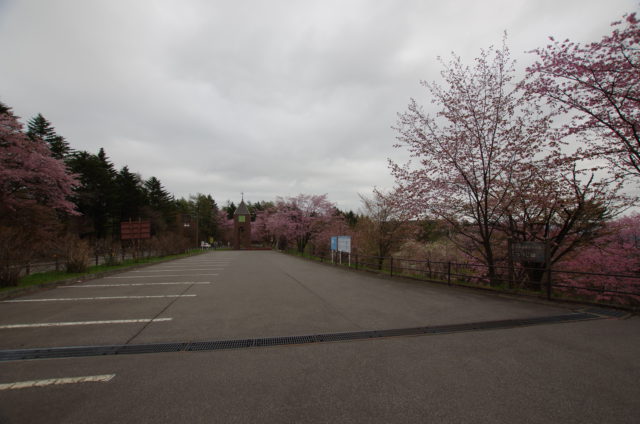 道の駅　桜の開花状況