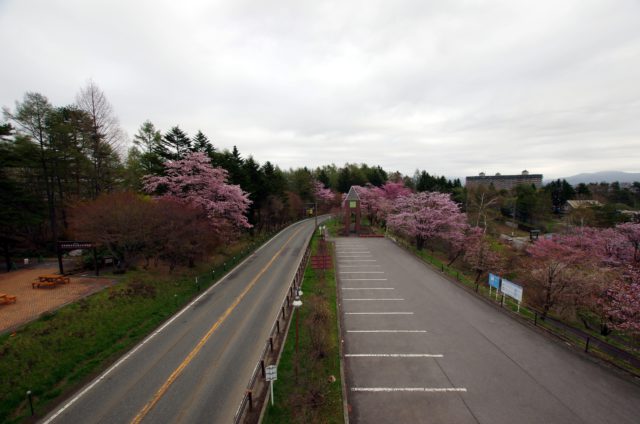 道の駅　桜の開花状況