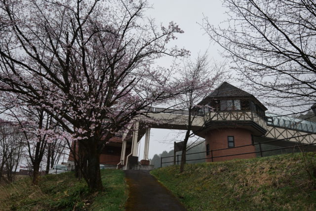 道の駅　桜