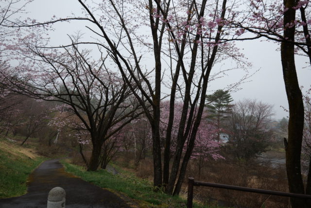 道の駅　桜