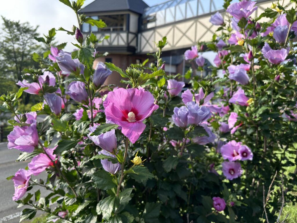 道の駅草津運動茶屋公園