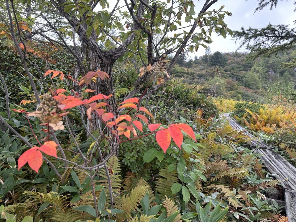 殺生河原武具脱の池周辺の紅葉