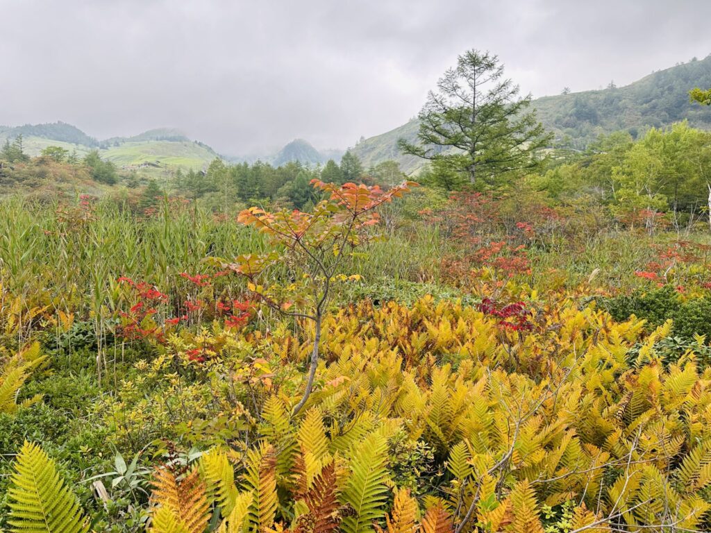 殺生河原武具脱の池周辺の紅葉