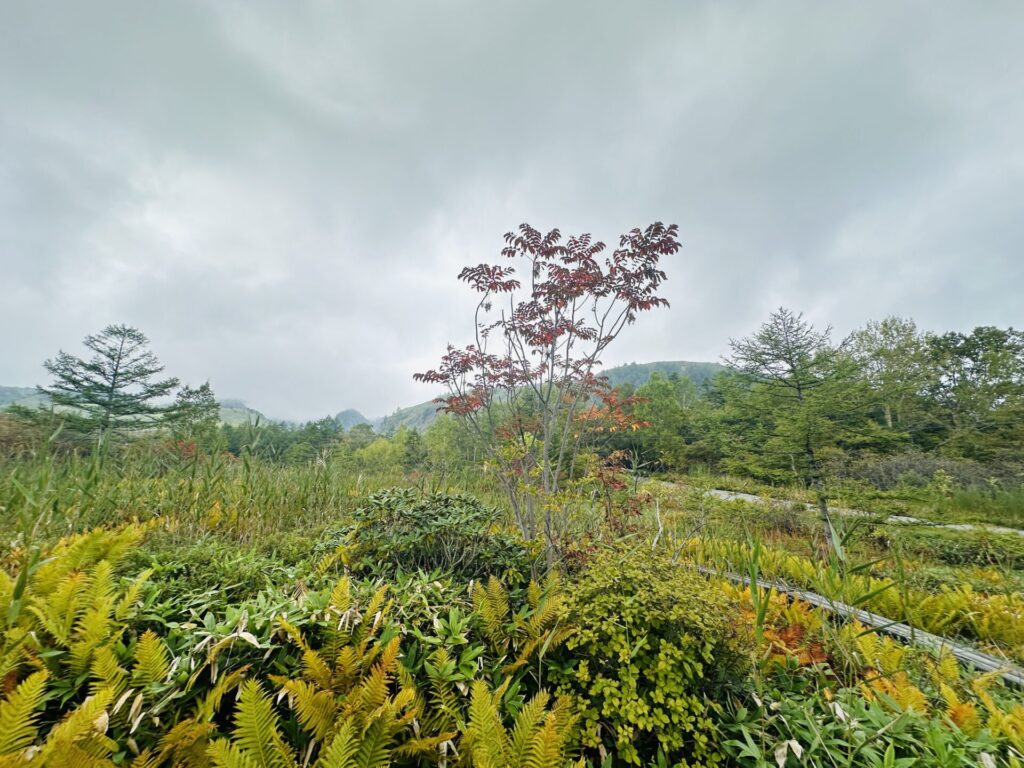 殺生河原武具脱の池周辺の紅葉