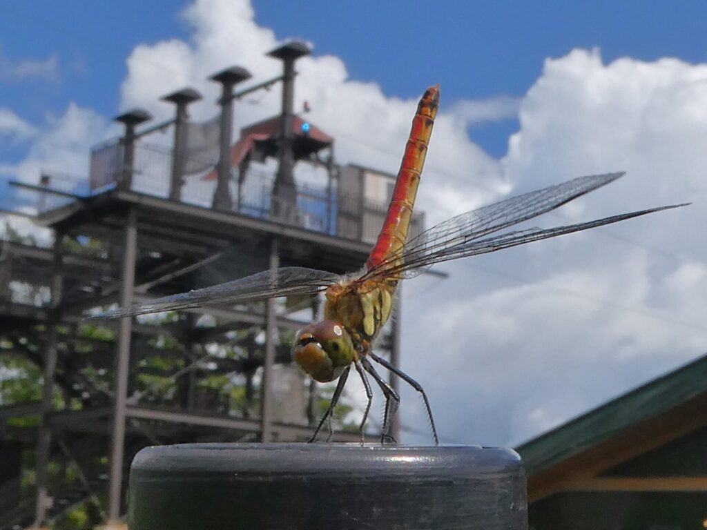 アキアカネ