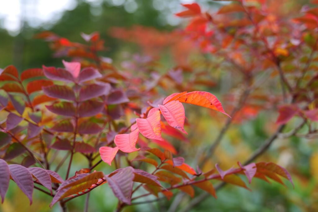 殺生河原武具脱の池周辺の紅葉