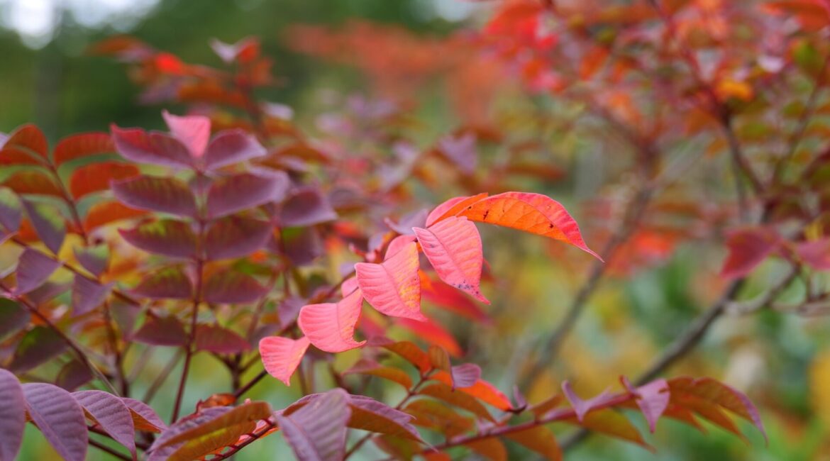 殺生河原武具脱の池周辺の紅葉