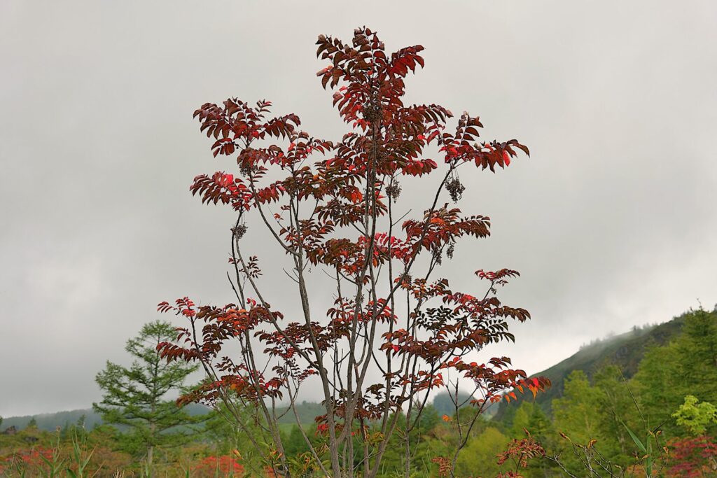 殺生河原武具脱の池周辺の紅葉