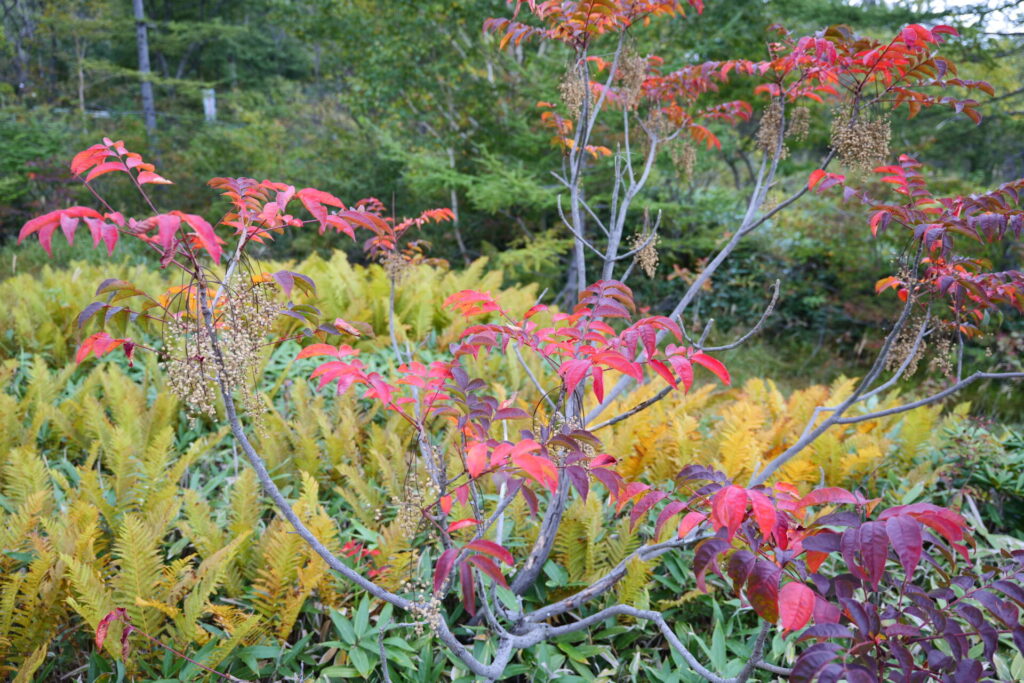 殺生河原武具脱の池周辺の紅葉