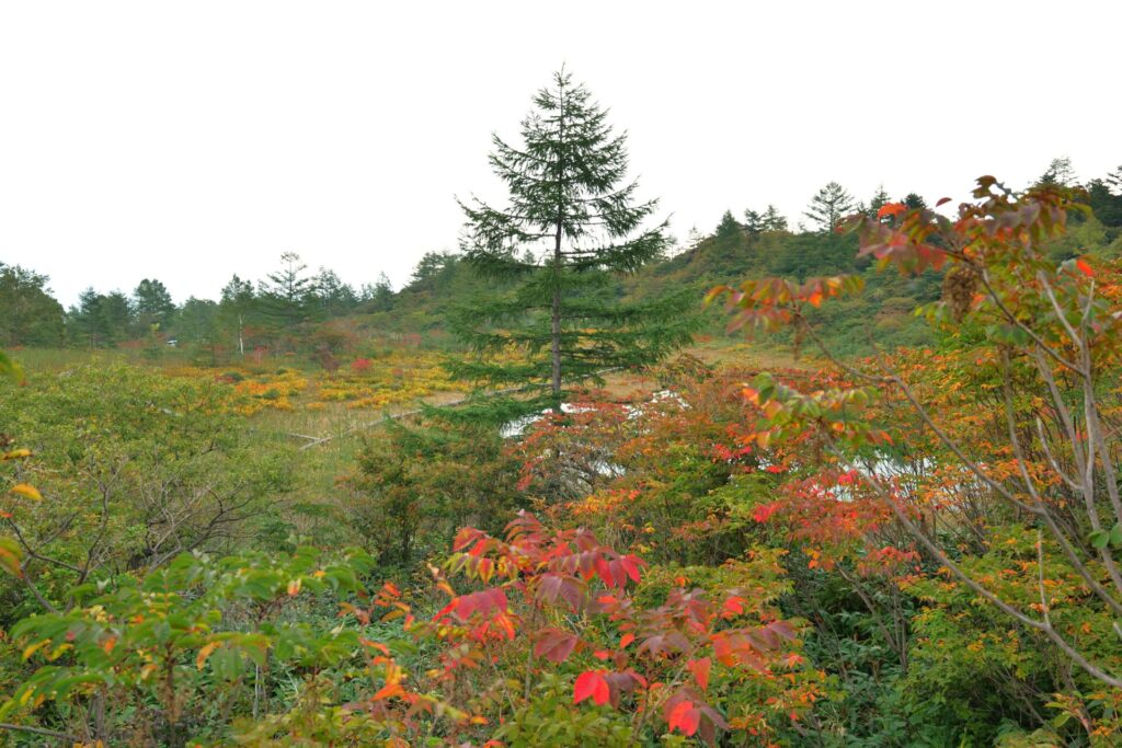 殺生河原武具脱の池周辺の紅葉