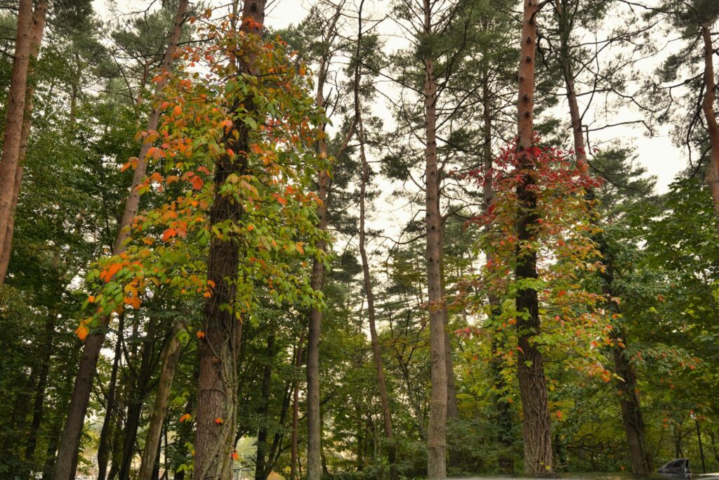 ツタウルシの紅葉