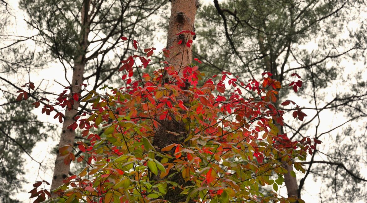 ツタウルシの紅葉