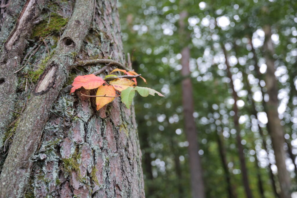 ツタウルシの紅葉