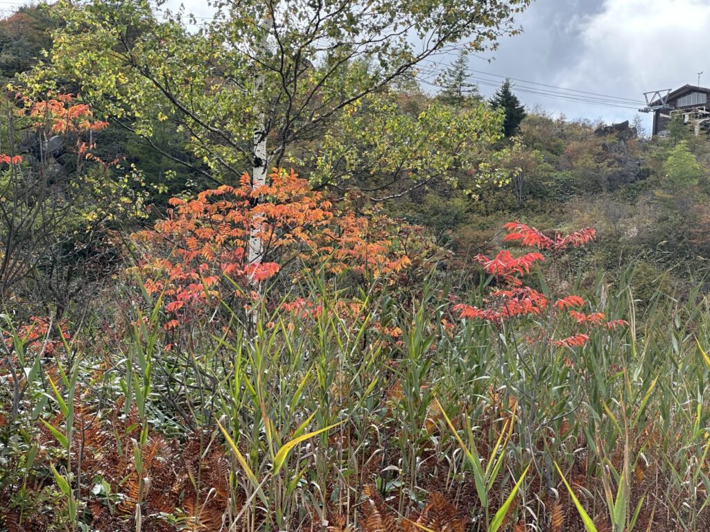 殺生河原武具脱の池周辺の紅葉