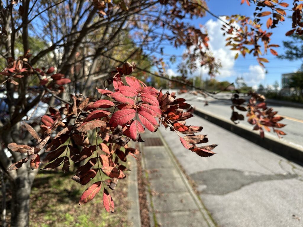 天狗山プレイゾーン　紅葉