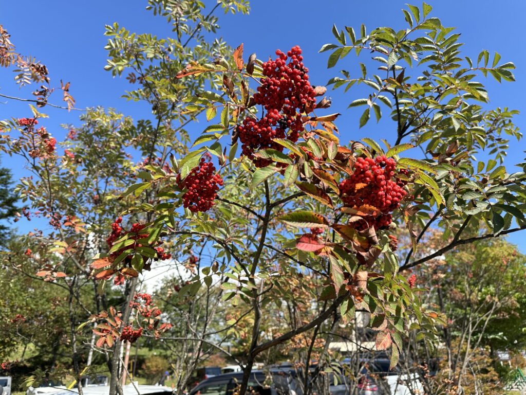 天狗山プレイゾーン　紅葉