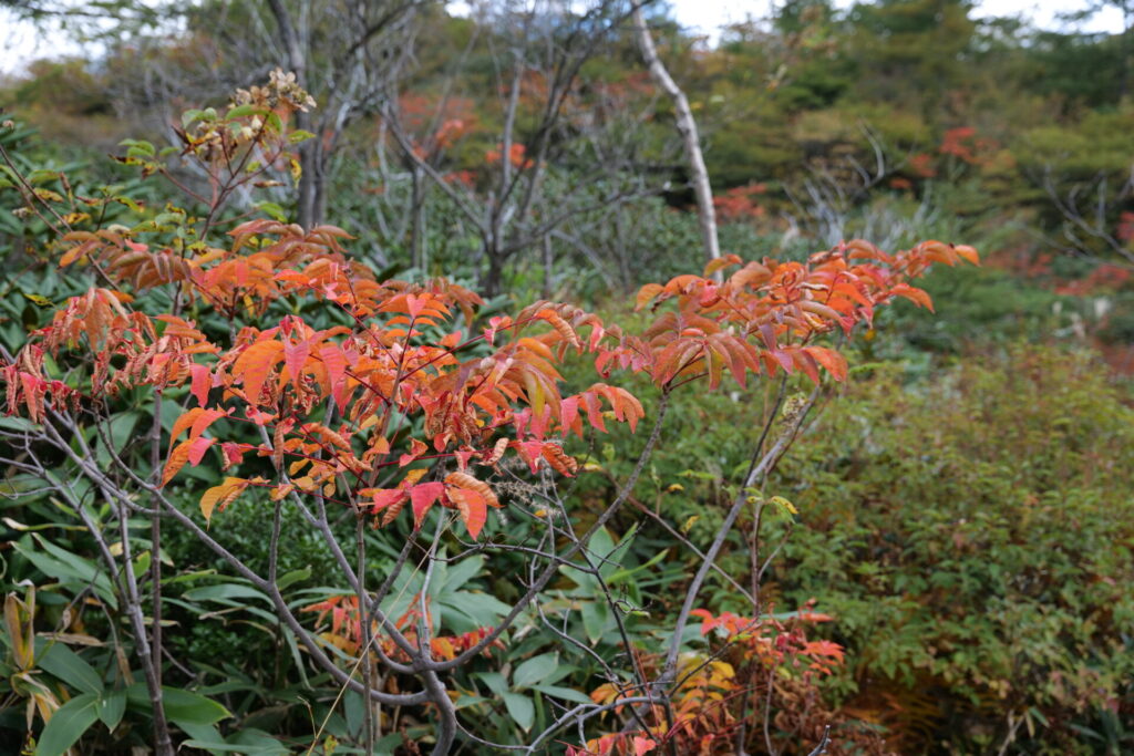 殺生河原武具脱の池周辺の紅葉