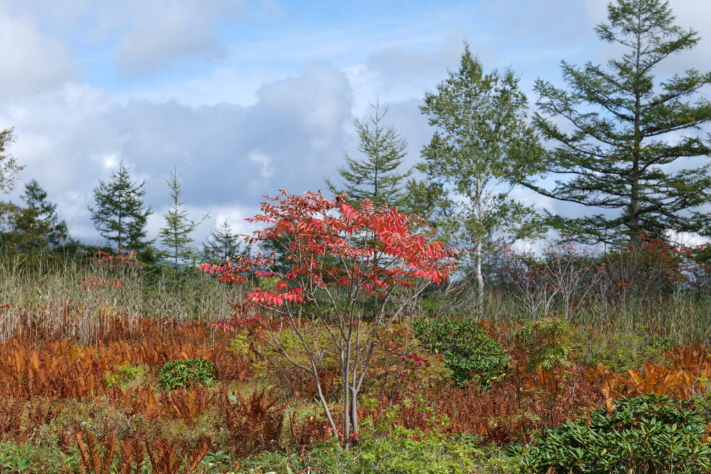 殺生河原武具脱の池周辺の紅葉