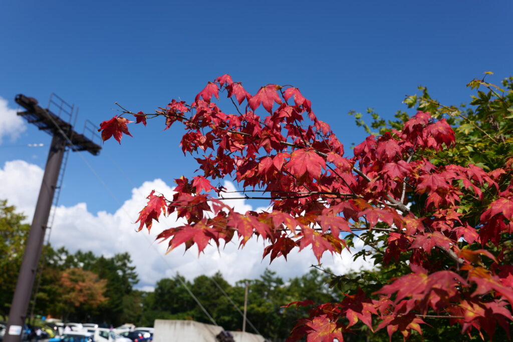 天狗山プレイゾーン　紅葉