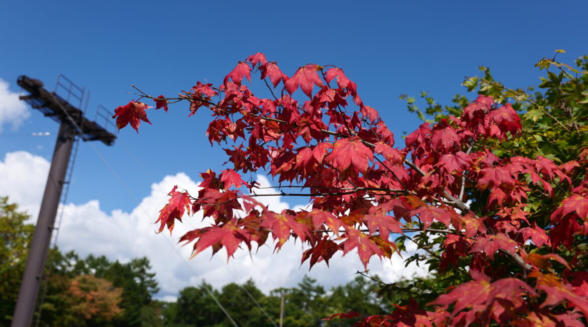 天狗山プレイゾーン　紅葉