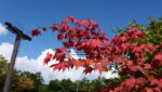 天狗山プレイゾーン　紅葉