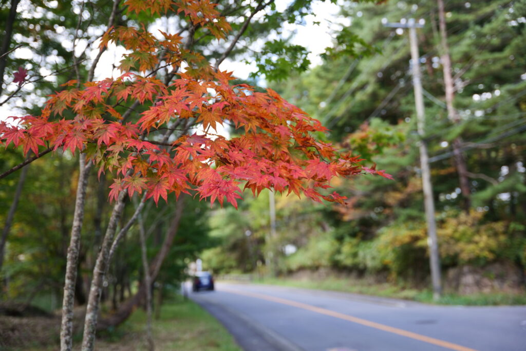 紅葉