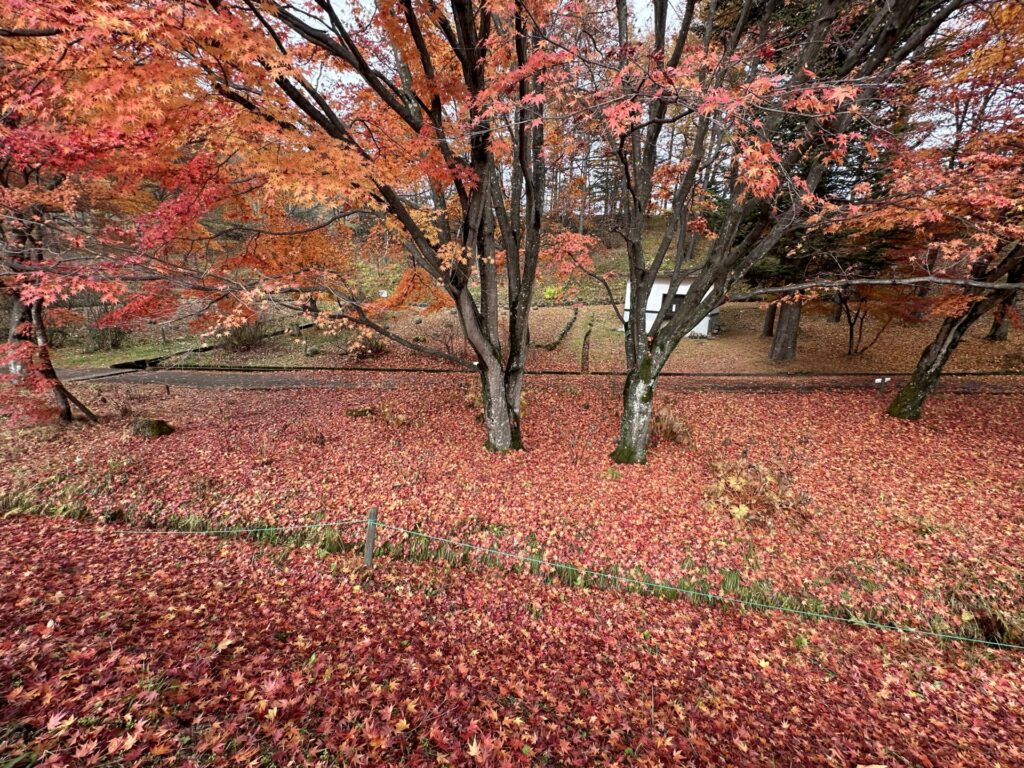 道の駅草津運動茶屋公園　紅葉