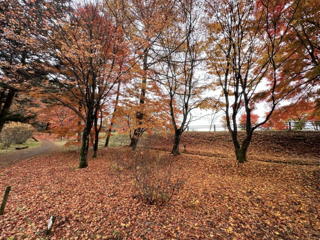 道の駅草津運動茶屋公園　紅葉