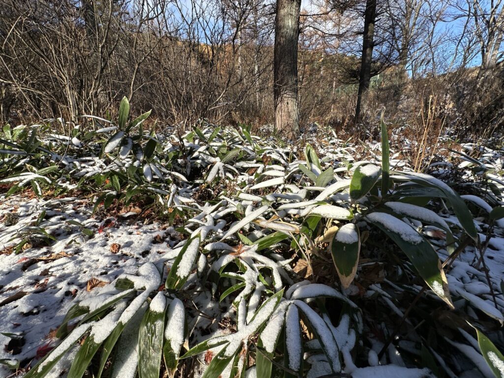 道の駅草津運動茶屋公園