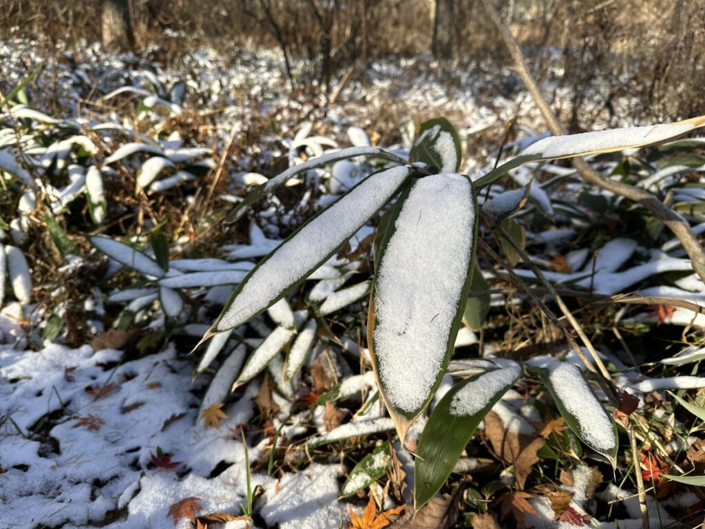 道の駅草津運動茶屋公園