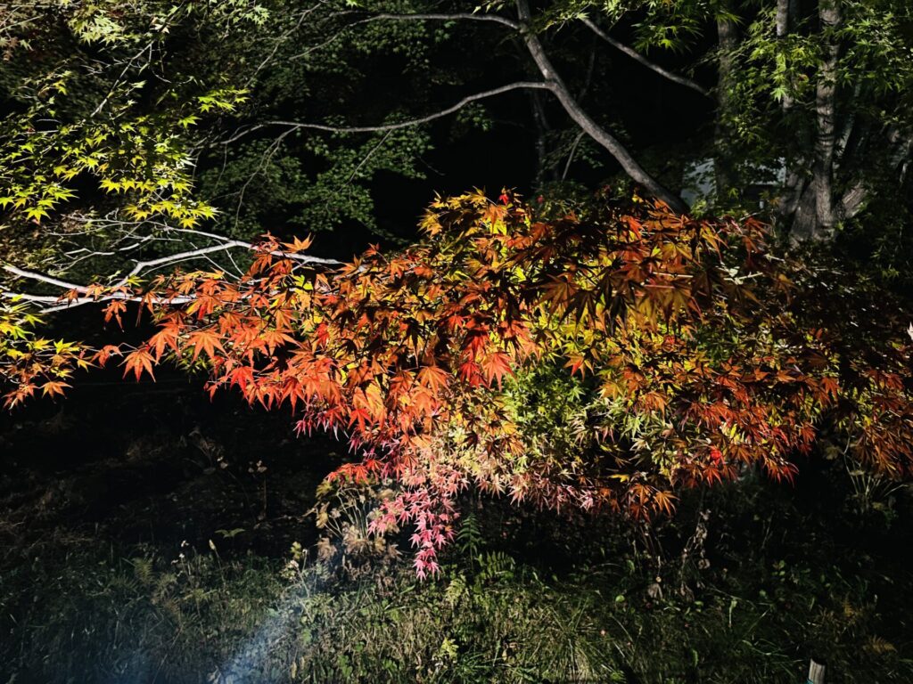 道の駅草津運動茶屋公園　紅葉ライトアップ