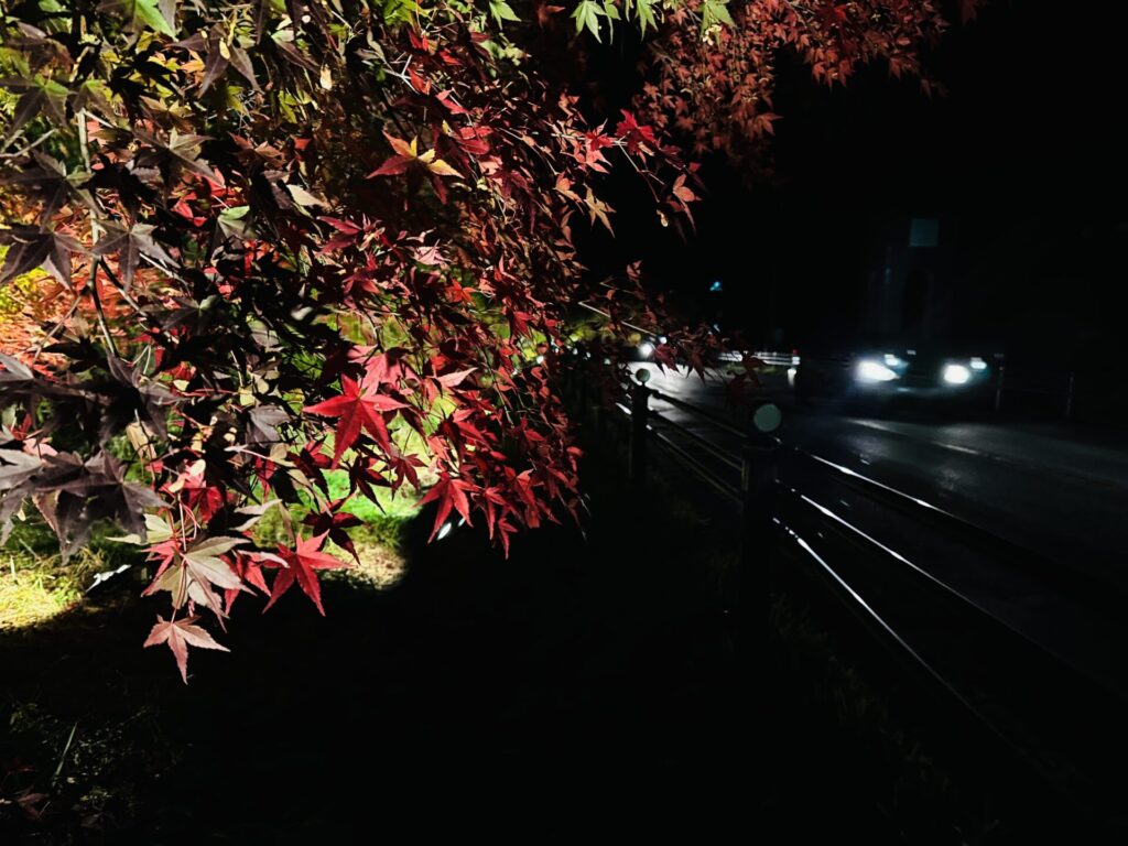 道の駅草津運動茶屋公園　紅葉ライトアップ