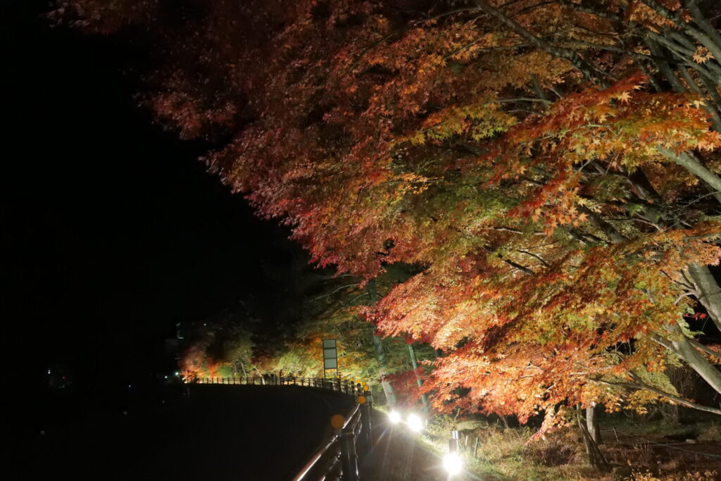 道の駅草津運動茶屋公園　紅葉ライトアップ