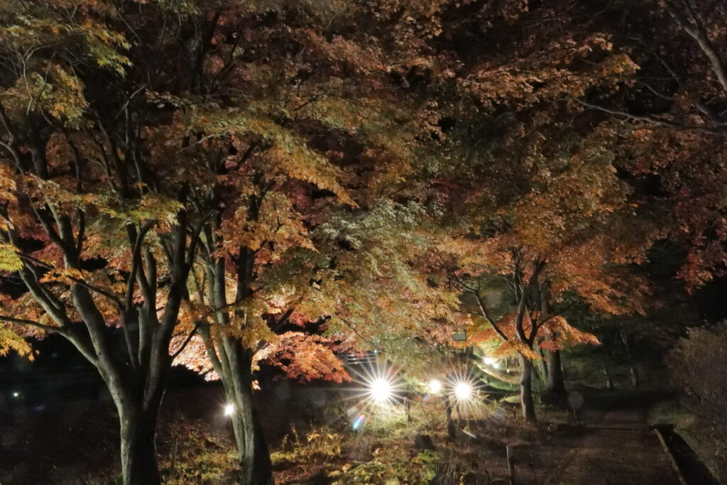 道の駅草津運動茶屋公園　紅葉ライトアップ