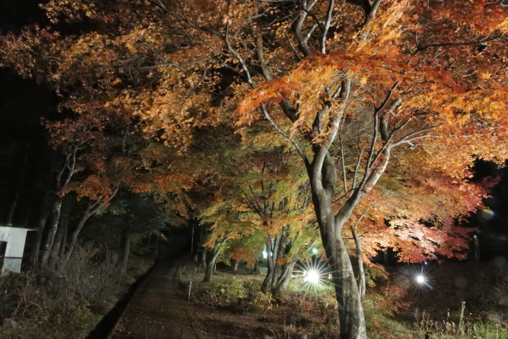 道の駅草津運動茶屋公園　紅葉ライトアップ