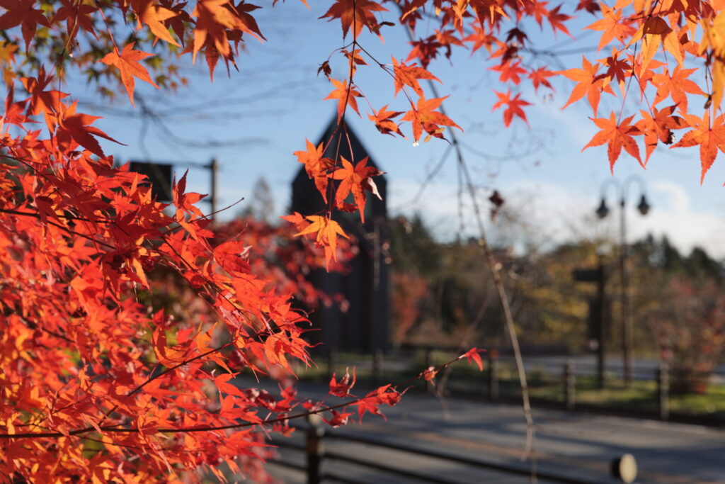 道の駅草津運動茶屋公園　紅葉の様子