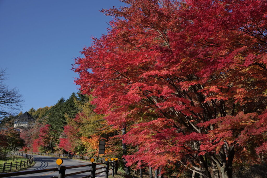 道の駅草津運動茶屋公園　紅葉の様子