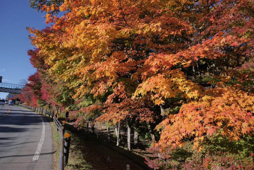 道の駅草津運動茶屋公園　紅葉の様子