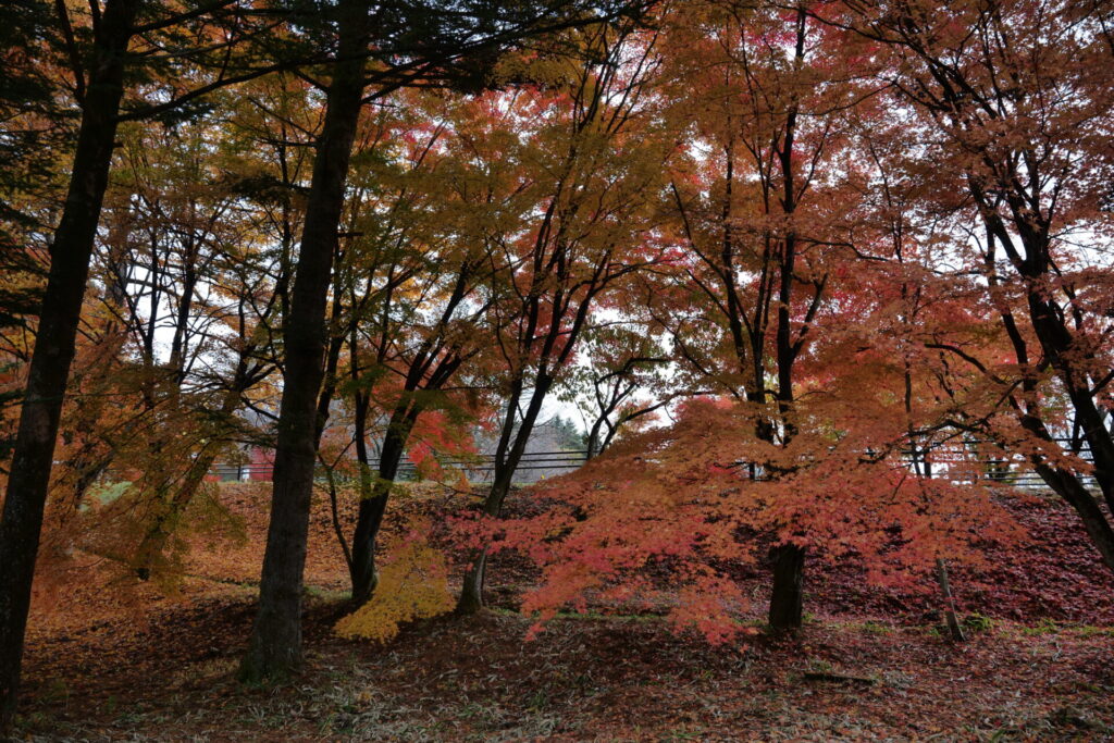 道の駅草津運動茶屋公園　紅葉