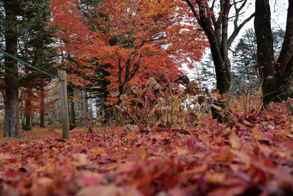 道の駅草津運動茶屋公園　紅葉